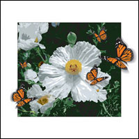 Egg Flower Poppy - White